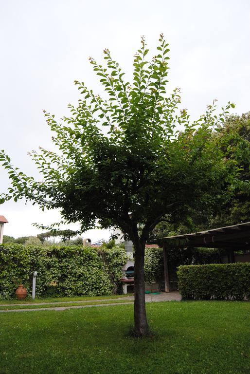 Ferienwohnung Il Susino Tirrenia Exterior foto